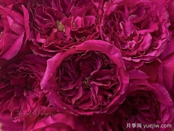 珂斯公主月季/岸岸公主