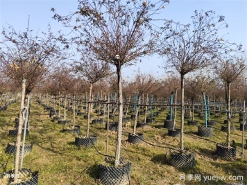 2米高分支高桩多色树状月季批发