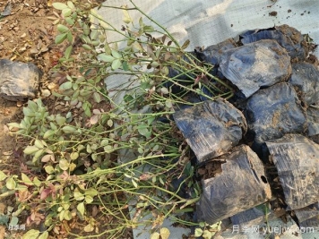 万余盆仙境丰花盆栽月季出发河南郑州