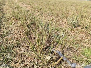 2025年二年裸根月季苗大量出售中，基地价格实惠