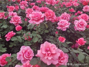 月季移栽时间什么时候最好？