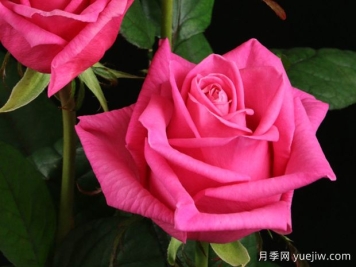 艾德琳月季Adeline