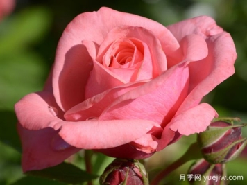 伊莲佩姬月季/珍贵回忆