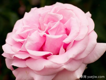 费德里克米斯塔尔月季