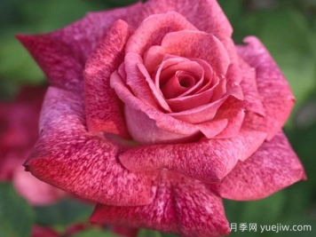 皮尔卡丹月季Pierre Cardin