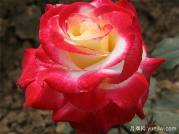 推荐10款经典的浓香型月季，又香又好养