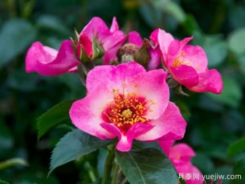 树莓之吻月季/我的眼睛/你的凝望/和平与爱