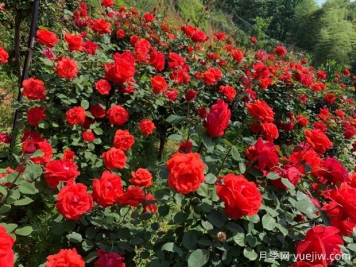 黄石月季应用和月季景观