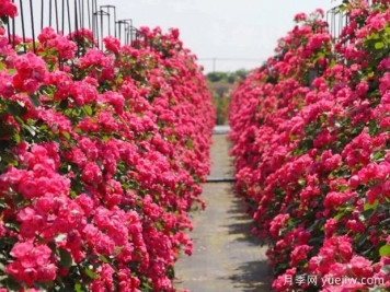 鄂州月季应用和月季景观