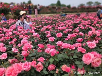 黄冈月季应用和月季景观