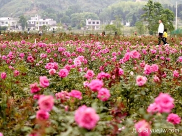 咸宁月季应用和月季景观