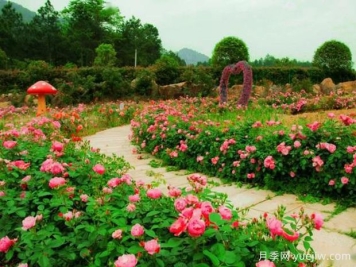株洲月季应用和月季景观