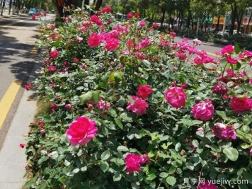 岳阳月季应用和月季景观