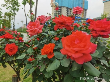 永州月季应用和月季景观