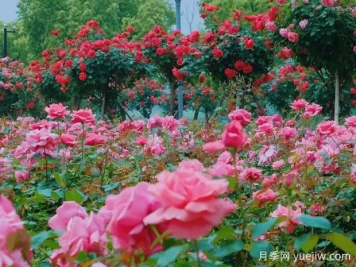 常德月季应用和月季景观