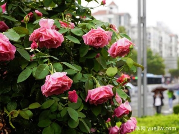 阳泉月季应用和月季景观