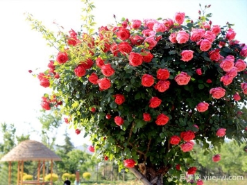 晋城月季应用和月季景观