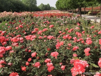 临汾月季应用和月季景观