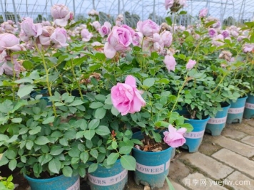 刚买的月季花怎么养护？新买的月季花养护指南