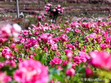 萍乡月季应用和月季景观
