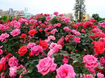赣州月季应用和月季景观