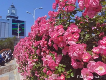 黄山月季应用和月季景观