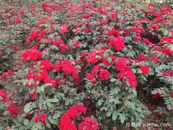 滁州月季应用和月季景观