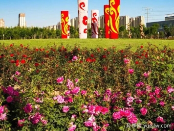 聊城月季市花文化和月季景观