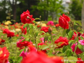 亳州月季应用和月季景观