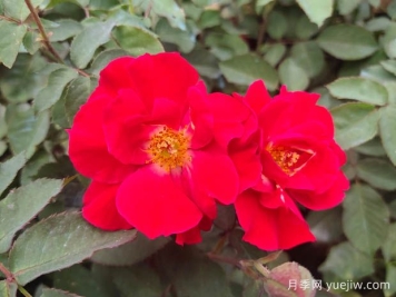 池州月季应用和月季景观