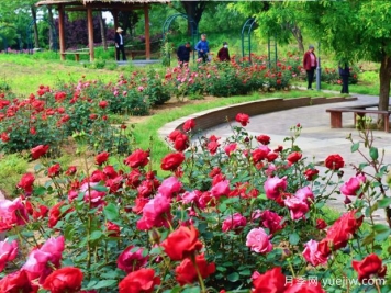 寿光月季市花文化和月季景观