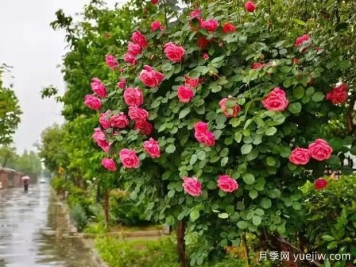 菏泽月季应用和月季景观