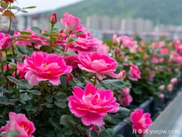 无锡月季应用和月季景观