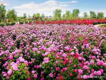 盐城月季应用和月季景观