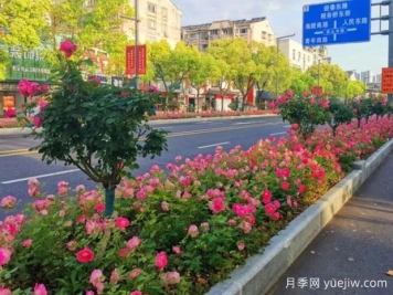 泰州月季应用和月季景观