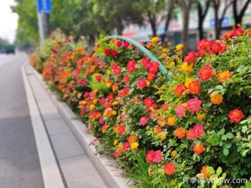 宿迁月季应用和月季景观