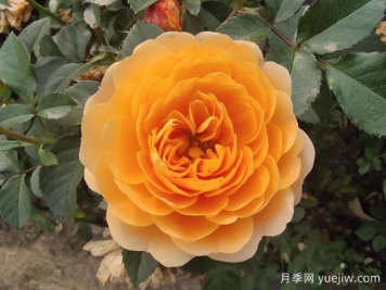 为什么很多花友喜爱橙色的月季花？