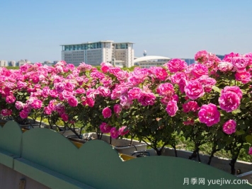 嘉兴月季应用和月季景观