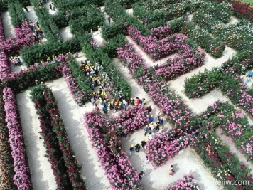 东阳月季市花文化和月季景观