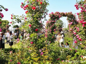 台州月季应用和月季景观