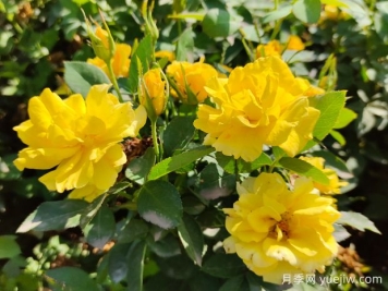 福州月季应用和月季景观