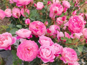 厦门月季应用和月季景观