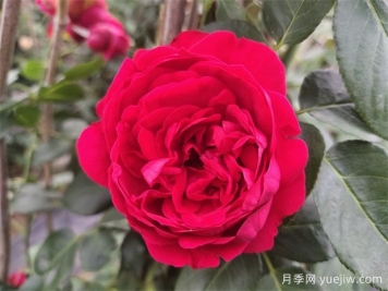 漳州月季应用和月季景观