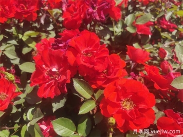 龙岩月季应用和月季景观