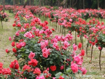 宁德月季应用和月季景观