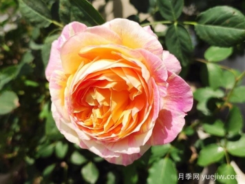 广州月季应用和月季景观