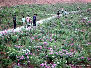 韶关月季应用和月季景观