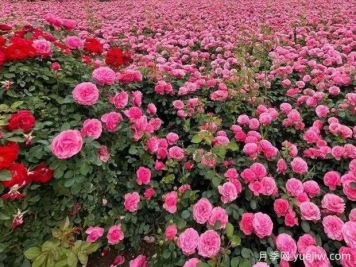 咸阳月季应用和月季景观