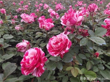 延安月季应用和月季景观