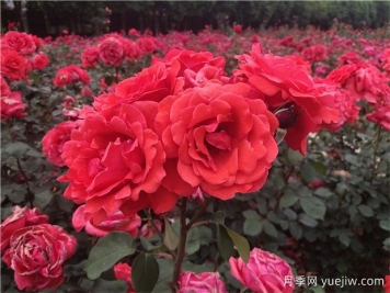 ​宝鸡看月季花，就到宝鸡植物园